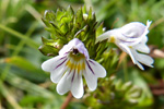 Eygnagras / Euphrasia officinalis