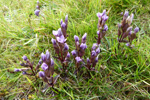 Íslendskt loppugras / Gentianella campestris