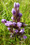 Íslendskt loppugras / Gentianella campestris