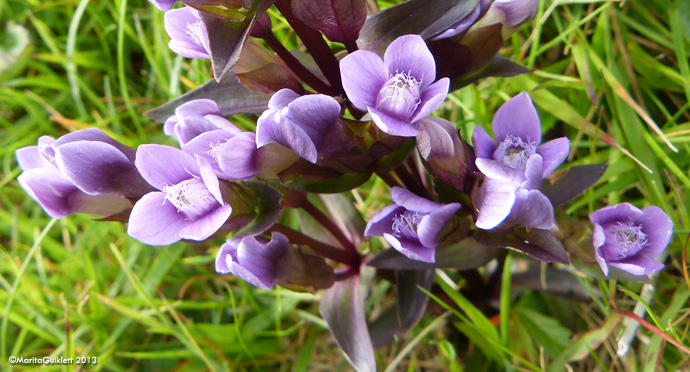 Íslendskt loppugras / Gentianella campestris