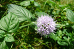 Hestamynta / Mentha aquatica L.