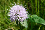 Hestamynta / Mentha aquatica L.