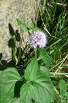 Hestamynta / Mentha aquatica L.