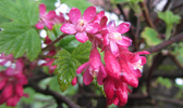 Ribis / Ribes sanguineum