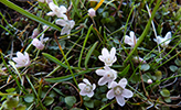 Neyðarnartl / Lysimachia tenella L. (Synonym Anagallis tenella L.)