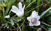 Neyðarnartl / Lysimachia tenella L. (Synonym Anagallis tenella L.)