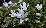 Neyðarnartl / Lysimachia tenella L. (Synonym Anagallis tenella L.)