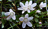 Neyðarnartl / Lysimachia tenella L. (Synonym Anagallis tenella L.)