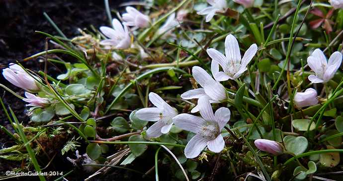 Neyðarnartl / Lysimachia tenella L. (Synonym Anagallis tenella L.)