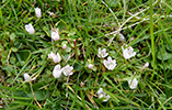 Neyðarnartl / Lysimachia tenella L. (Synonym Anagallis tenella L.)