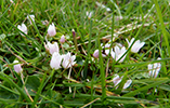 Neyðarnartl / Lysimachia tenella L. (Synonym Anagallis tenella L.)