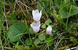 Neyðarnartl / Lysimachia tenella L. (Synonym Anagallis tenella L.)