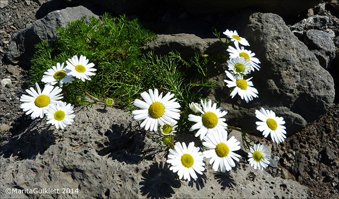 Hálshvít baldursbrá / Tripleurospermum maritimum subsp. subpolare