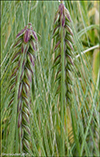 Seksraa bygg / Hordeum vulgare L. (H. polystichon Haller fil.)