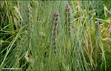 Seksraa bygg / Hordeum vulgare L. (H. polystichon Haller fil.)