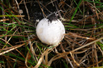 Calvatia gigantea