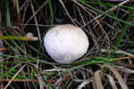 Calvatia gigantea