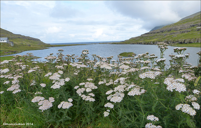 Margblmdur rlikur / Achillea millefolium L., Eysturoy