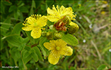 Frstrent pirikum / Hypericum maculatum (Crantz)