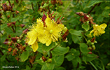 Frstrent pirikum / Hypericum maculatum (Crantz)