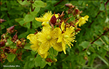 Frstrent pirikum / Hypericum maculatum (Crantz)