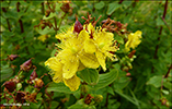 Frstrent pirikum / Hypericum maculatum (Crantz)