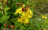 Frstrent pirikum / Hypericum maculatum (Crantz)
