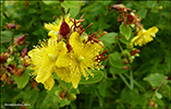 Frstrent pirikum / Hypericum maculatum (Crantz)