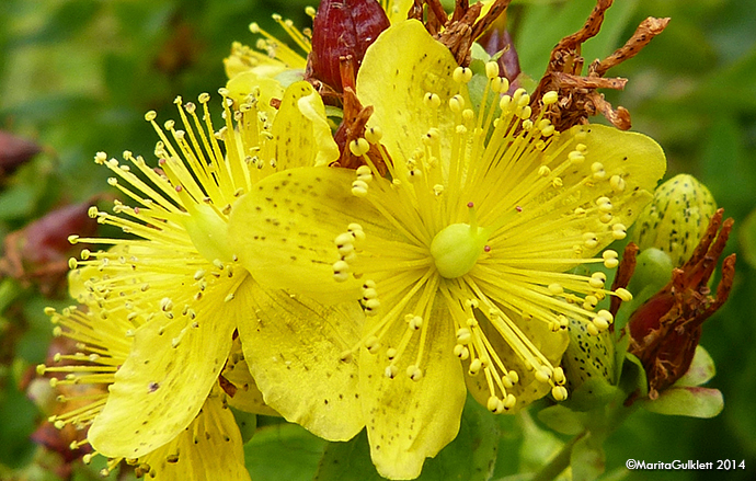 Frstrent pirikum / Hypericum maculatum (Crantz)