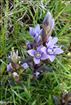 Íslendskt loppugras / Gentianella campestris