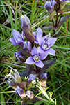 Íslendskt loppugras / Gentianella campestris