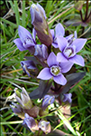 Íslendskt loppugras / Gentianella campestris