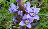 Íslendskt loppugras / Gentianella campestris