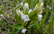 slendskt loppugras / Gentianella campestris subsp. campestris forma alba