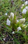 slendskt loppugras / Gentianella campestris subsp. campestris forma alba