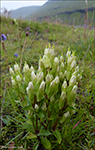 slendskt loppugras / Gentianella campestris subsp. campestris forma alba