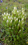 slendskt loppugras / Gentianella campestris subsp. campestris forma alba