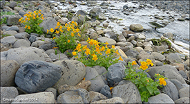 Blettut apublóma / Erythranthe guttata. Húsavík, Sandoy 2014