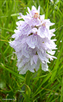 Tjaldursbørkubóndi / Dactylorhiza maculata (L.) Soó). Kalsoy 28.06.2014.