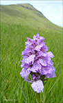 Tjaldursbrkubndi / Dactylorhiza maculata (L.) So). Kalsoy 28.06.2014.