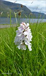 Tjaldursbrkubndi / Dactylorhiza maculata (L.) So). Kalsoy 28.06.2014.