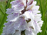 Tjaldursbørkubóndi / Dactylorhiza maculata (L.) Soó). Kalsoy 28.06.2014.