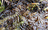 Bløðrurót / Utricularia vulgaris/australis 