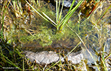 Trølsk bløðrurót / Utricularia stygia