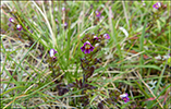 Eygnagras / Euphrasia officinalis, Sandoy 2014