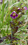 Eygnagras / Euphrasia officinalis, Sandoy 2014