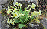 Leggstutt fransagras / Primula vulgaris Hudson (P. acaulis (L.) Hill)