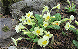 Leggstutt fransagras / Primula vulgaris Hudson (P. acaulis (L.) Hill)