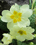 Leggstutt fransagras / Primula vulgaris Hudson (P. acaulis (L.) Hill)