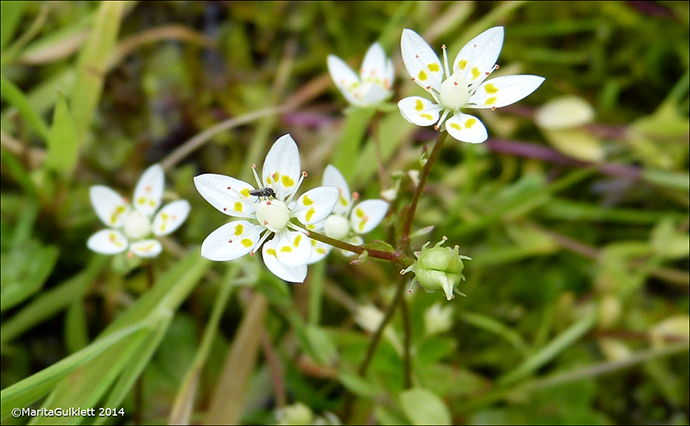 Stjrnusteinbrot / Saxifraga stellaris